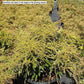 PIERIS JAPONICA `PASSION FROST`