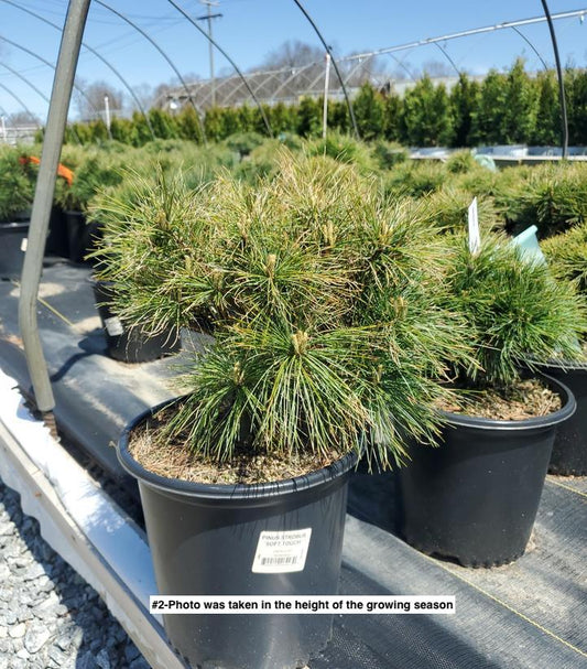 PINUS STROBUS `SOFT TOUCH`