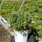 POTENTILLA FRUTICOSA HAPPY FACE (YELLOW)