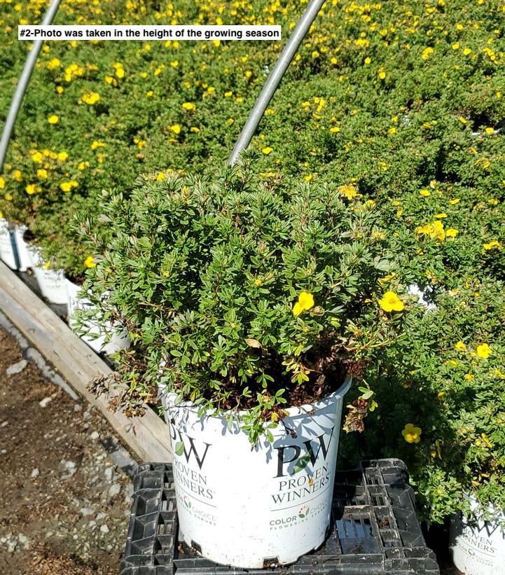 POTENTILLA FRUTICOSA HAPPY FACE (YELLOW)