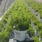 POTENTILLA FRUTICOSA HAPPY FACE `PINK PARADISE`