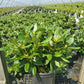 RHODODENDRON `HOOPLA`