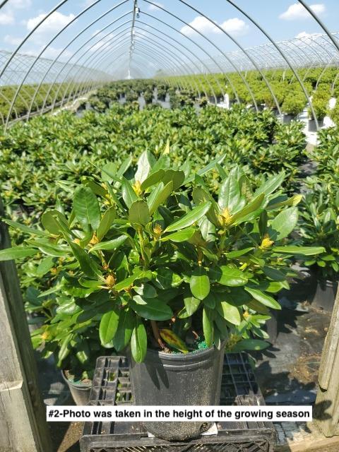 RHODODENDRON `HOOPLA`
