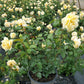 ROSA `MOONLIGHT ROMANTICA`