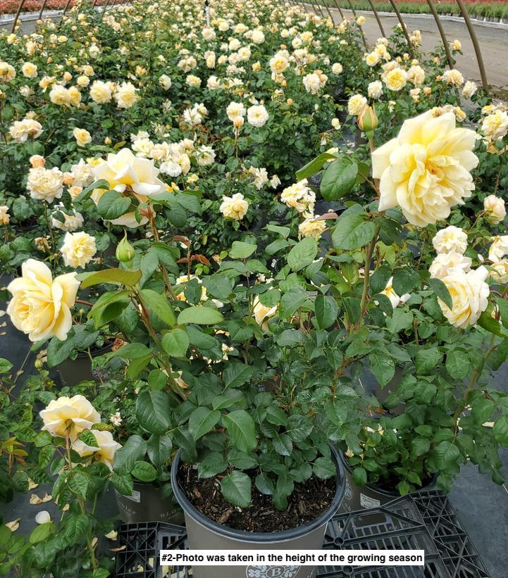 ROSA `MOONLIGHT ROMANTICA`