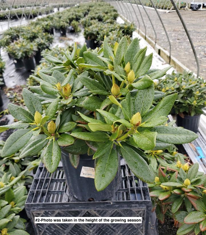 Capristano Rhododendron RHODODENDRON `CAPISTRANO` – Flora to you