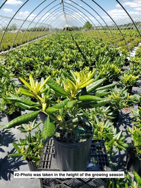 RHODODENDRON `HAAGA`