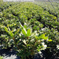 RHODODENDRON MAXIMUM `ROSEUM`