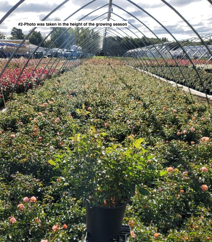 ROSA `FLOWER CARPET AMBER`