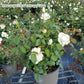 ROSA `BOLERO`
