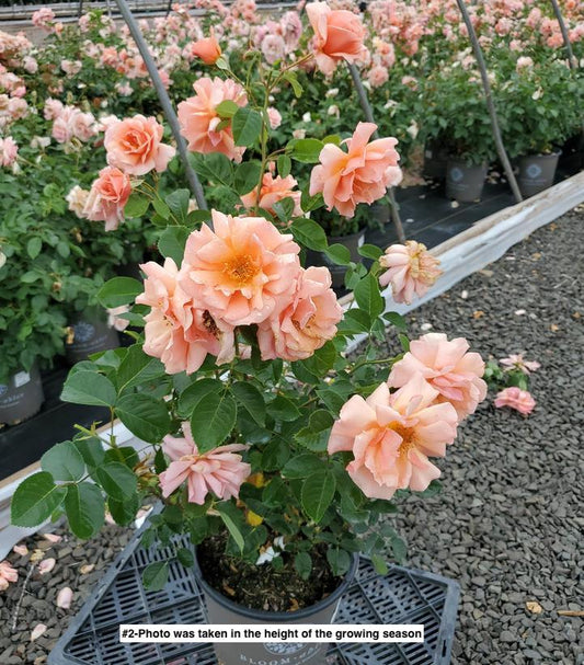 ROSA `MOTHER OF PEARL`