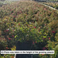 ROSA `FLOWER CARPET PINK`