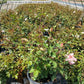 ROSA `PINKERBELLE`