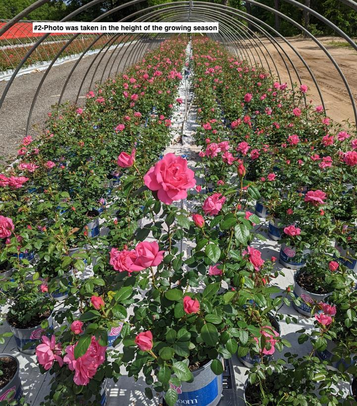 ROSA `TRUE INSPIRATION`