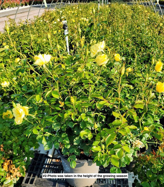 ROSA `GILDED SUN`