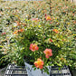 ROSA `OSO EASY HOT PAPRIKA`