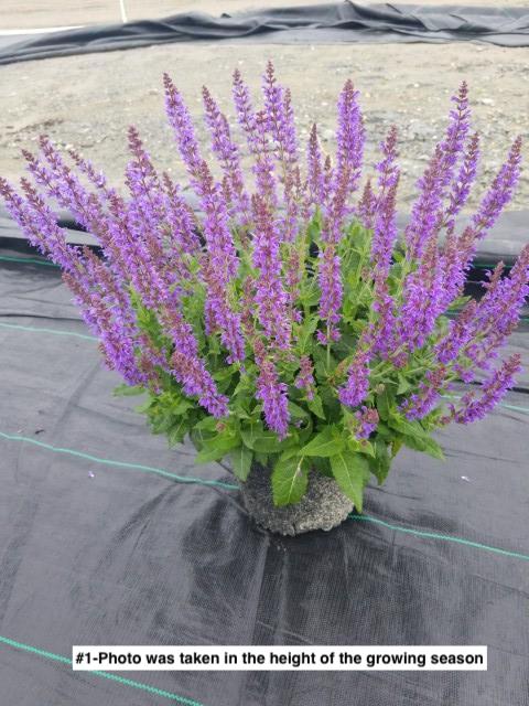 SALVIA `MAY NIGHT`