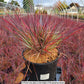 SCHIZACHYRIUM SCOPARIUM `BLUE HEAVEN`