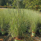 SCHIZACHYRIUM SCOPARIUM `STANDING OVATION`