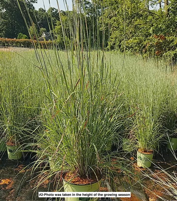 SCHIZACHYRIUM SCOPARIUM `STANDING OVATION`