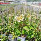 SCHIZOPHRAGMA HYDRA. `FLIRTY GIRL`