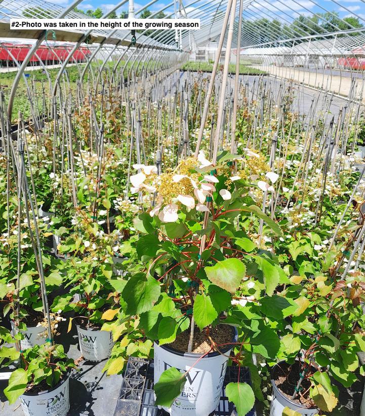 SCHIZOPHRAGMA HYDRA. `FLIRTY GIRL`