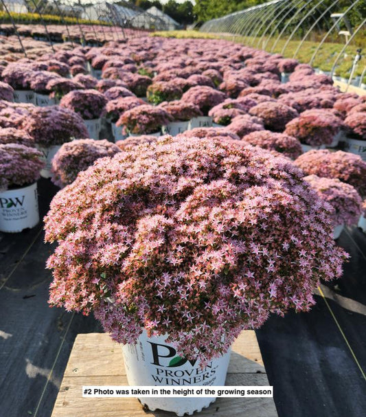 SEDUM ROCK `N ROUND `PURE JOY`