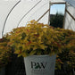 SPIRAEA JAPONICA DOUBLE PLAY `CANDY CORN`