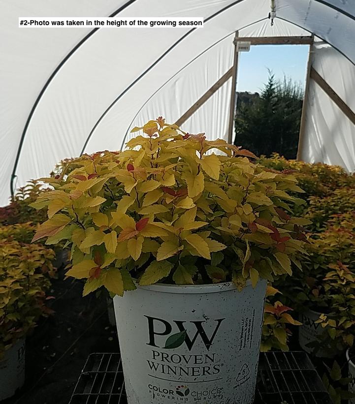 SPIRAEA JAPONICA DOUBLE PLAY `CANDY CORN`
