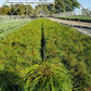 THUJA PLICATA `WHIPCORD`