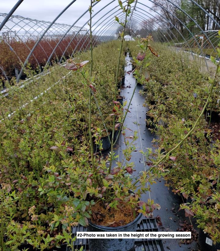 VACCINIUM CORYMBOSUM `PATRIOT`
