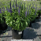 VERONICA `ROYAL CANDLES`