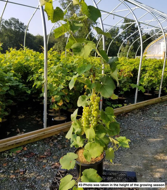 VITIS `CAYUGA WHITE`