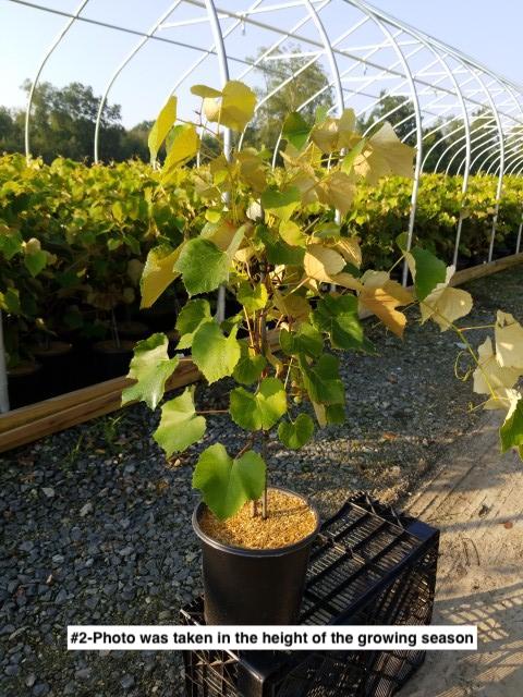 VITIS `CONCORD` SEEDLESS