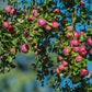 MALUS `EMPIRE` (APPLE)