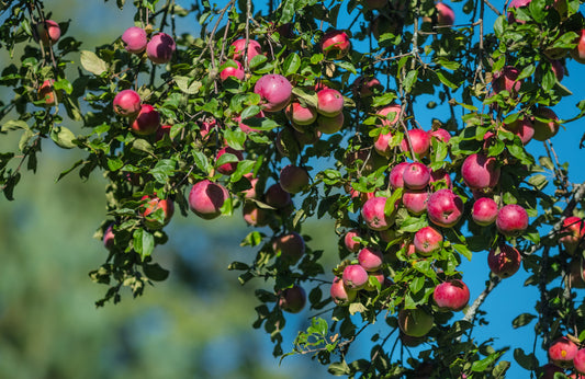 MALUS `EMPIRE` (APPLE)