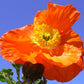 PAPAVER `SPRING FEVER ORANGE`