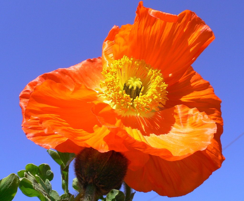 PAPAVER `SPRING FEVER ORANGE`