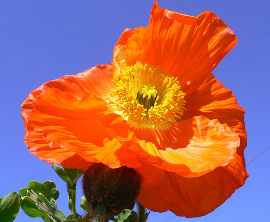 PAPAVER `SPRING FEVER ORANGE`
