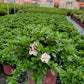 AZALEA ENCORE `AUTUMN STARBURST`
