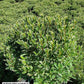 AZALEA `ARCTIC ROSE`