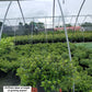 AZALEA `GUMPO WHITE`