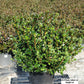 AZALEA KAEMPFERI `JOHANNA`