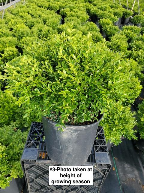 BUXUS `FRANKLIN`S GEM`