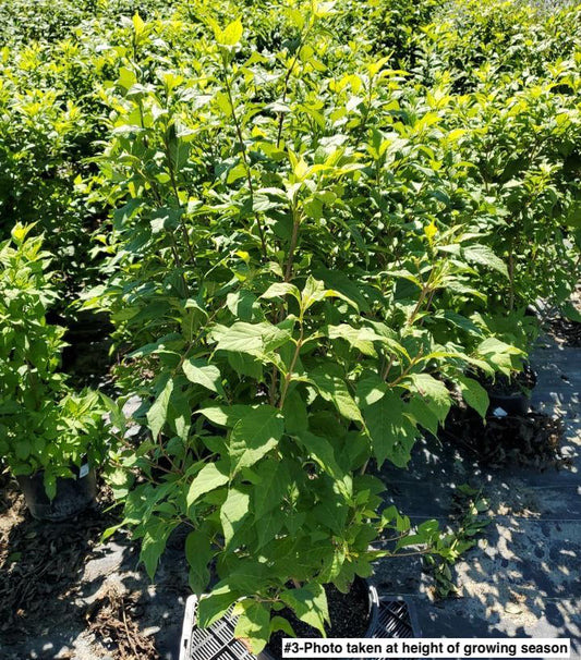 CALLICARPA PLUMP N PLENTIFUL `SNOW STAR`