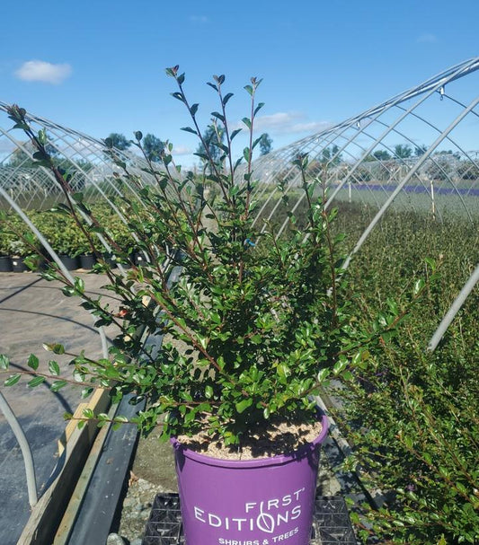 COTONEASTER  X `AUTUMN INFERNO`