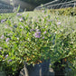 CARYOPTERIS X CLAND. `DARK KNIGHT`