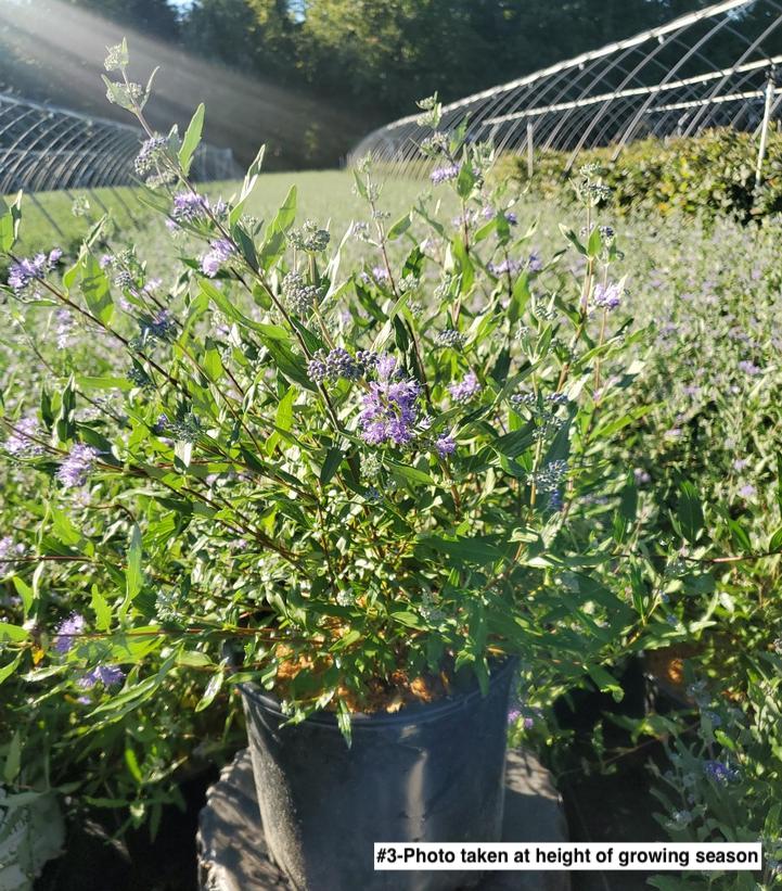 CARYOPTERIS X CLAND. `DARK KNIGHT`