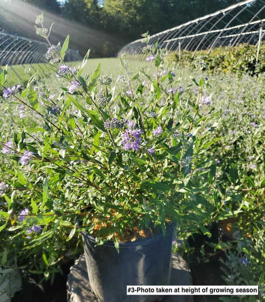 CARYOPTERIS X CLAND. `DARK KNIGHT`