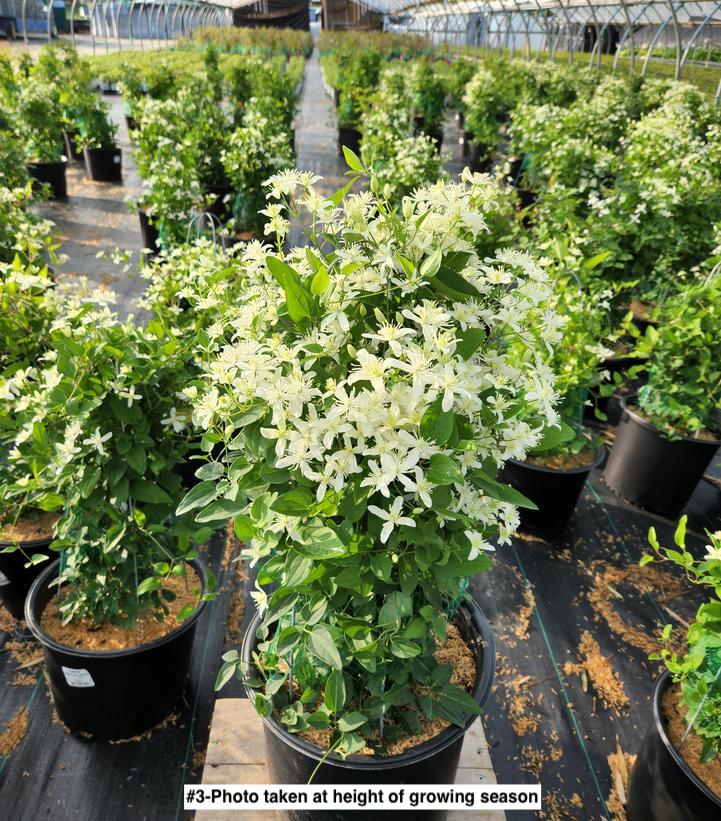 CLEMATIS PANICULATA - WHITE